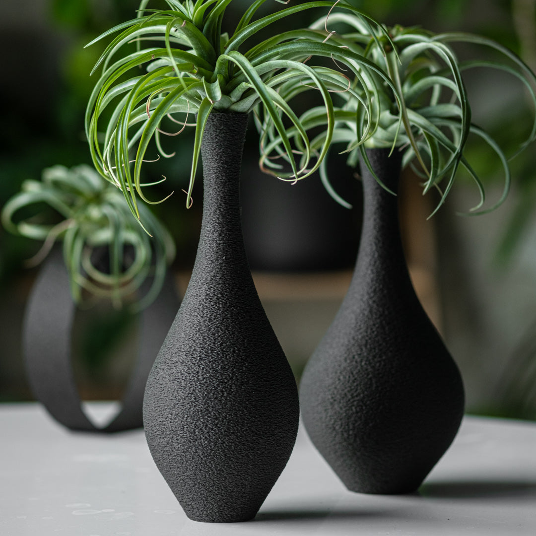 Soportes para Tillandsias