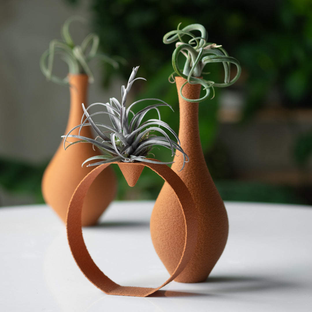 Tillandsia Suite