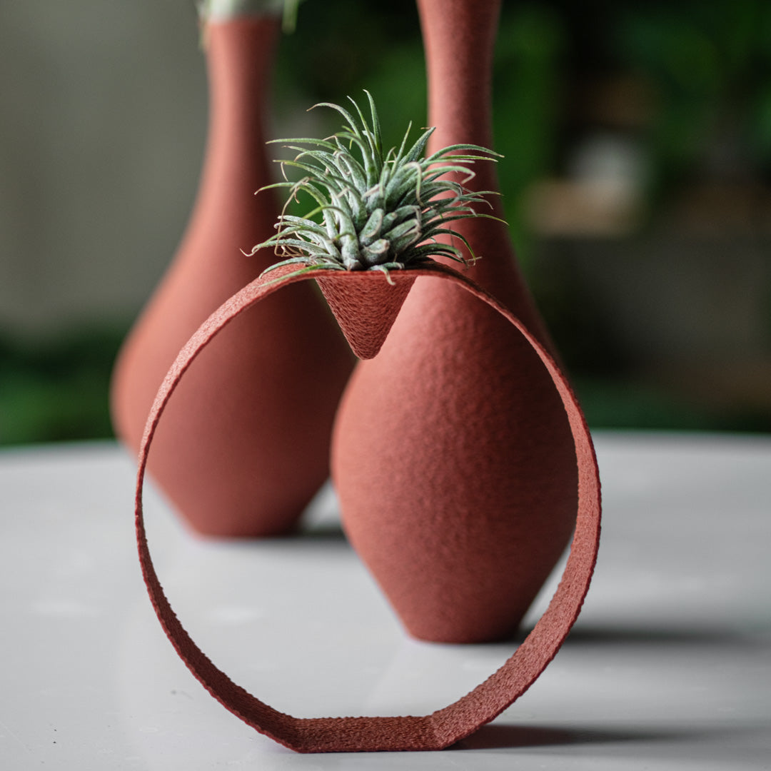 Tillandsia Suite